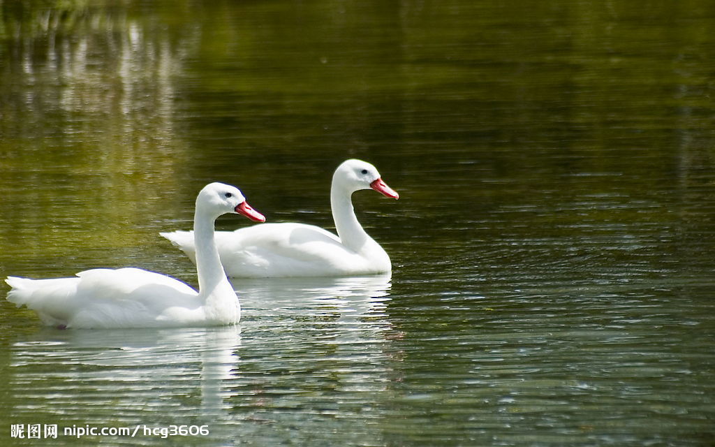 放生應有的正確態度是什麼？
