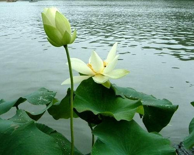 甘露手咒的功德利益