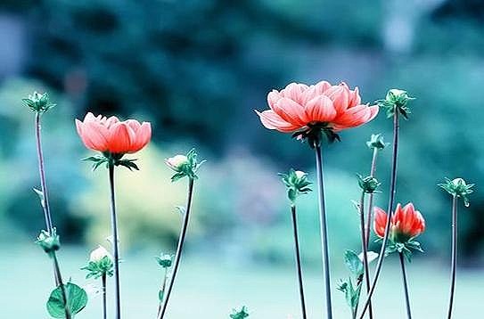 達真堪布：《八吉祥頌》里的「大菩薩」指的是什麼？