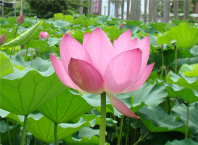 觀無量壽經的十六觀