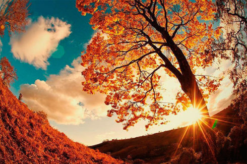 勸別人吃素要如何解釋植物也有生命？