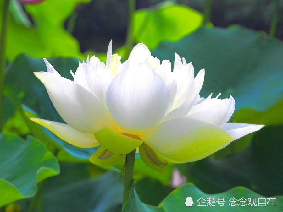 皆仁法師：夢見這四種相，最為吉祥！