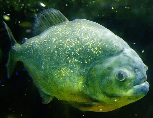 圓滿放生：外來動物食人魚放生3.4.3（6）