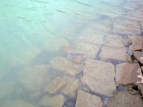 放生的殊勝經歷