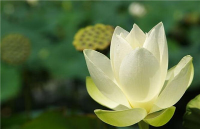 清心咒的功德利益