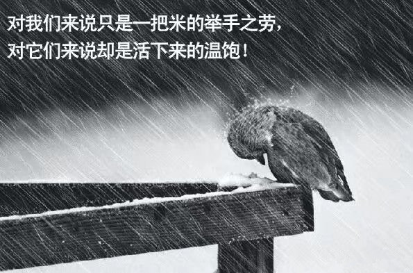 對我們來說只是一把米的舉手之勞，對它們來說卻是活下來的溫飽!