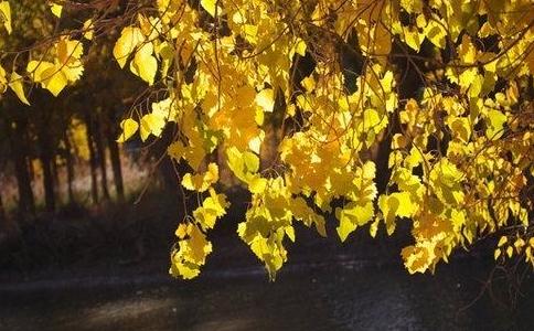 星雲大師：懂信因果的人願吃眼前虧也不會貪圖占別人的便宜