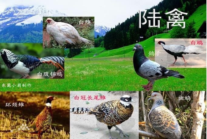 圓滿放生：不善飛翔的陸禽放生3.2.3.2（1）