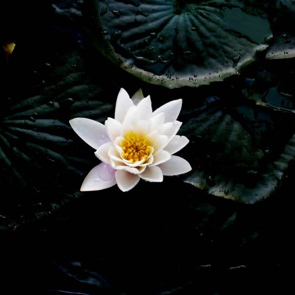 夢參老和尚：神通跟生死毫不相干