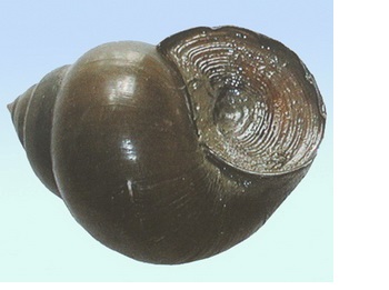 圓滿放生：適合干法暫養的螺螄放生3.1.3（3）