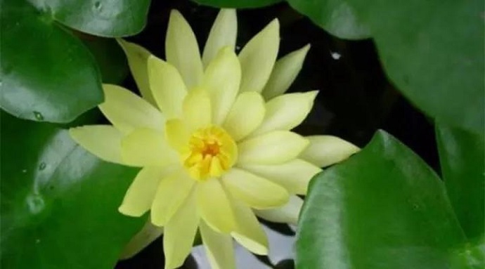 獨尊湛現：請大家一定要戒殺放生，功德無量