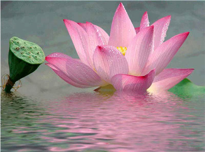 放生時念往生咒的好處