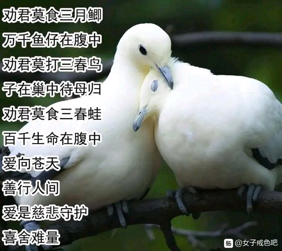 一位廚師的懺悔：我寧死也絕不再殺生