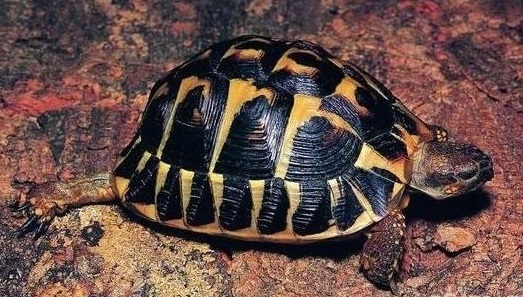 圓滿放生：適合干法暫養的陸龜放生3.1.3（10.2）