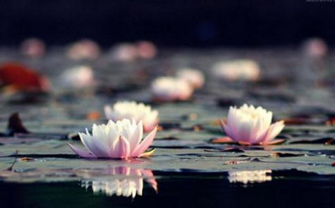 佛說阿彌陀經疏鈔