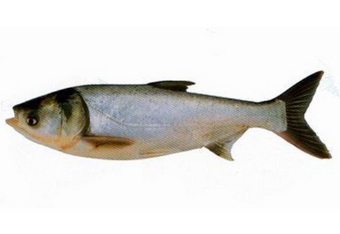 圓滿放生：不耐缺氧的鰱魚放生3.1.4（1）