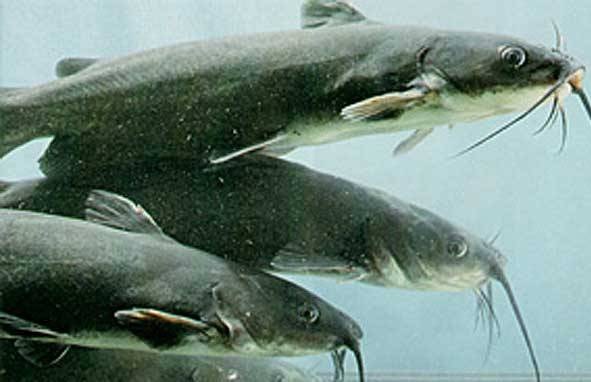 圓滿放生：適合帶水暫養的鯰魚放生3.1.2（5）