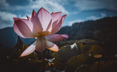 你知道愚痴與智慧的真正差別嗎？