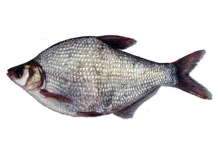 圓滿放生：適合帶水暫養的鯿魚放生3.1.2（3）