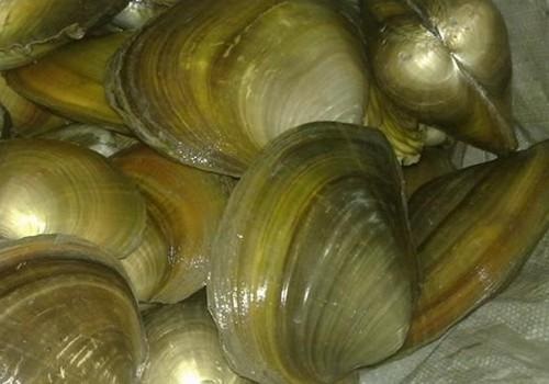 圓滿放生：適合干法暫養的河蚌放生3.1.3（5）