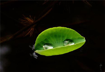 農歷七月 請誦報父母恩咒