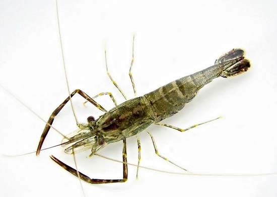 圓滿放生：不耐缺氧的青蝦放生3.1.4（2）