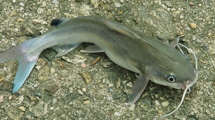 圓滿放生：適合帶水暫養的塘角魚放生3.1.2（6）