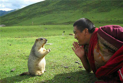 畜生被殺時為它念往生咒，它能否受益？