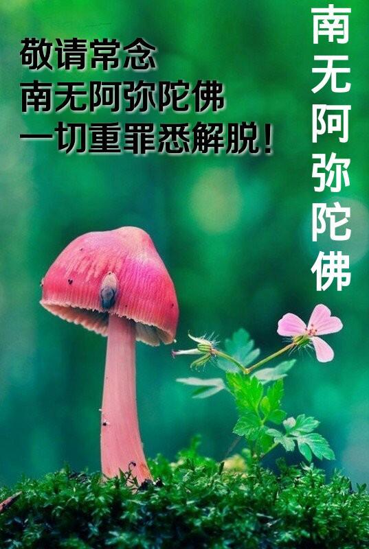 這回答太牛了，不愧是大師