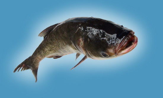 圓滿放生：不耐缺氧的鱅魚放生3.1.4（4）