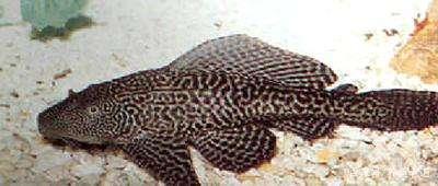 有些觀賞魚大家不要輕易去放生