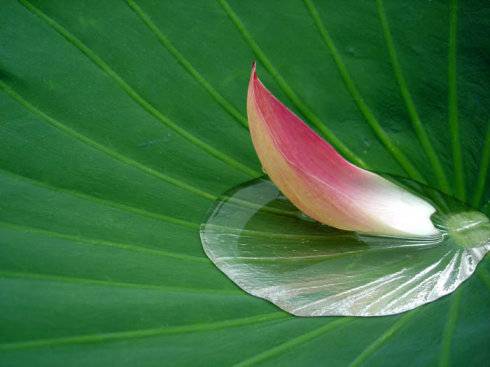 趙朴初：怎樣理解「無常」？