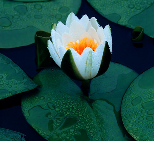 弘一法師：心志要苦，意趣要樂，氣度要宏，言動要謹