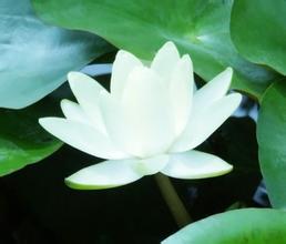 常福法師：阿彌陀不可思議如來是什麼意思？