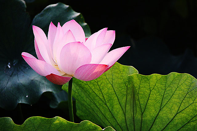 宏圓法師：過去心不可得，現在心不可得，未來心不可得