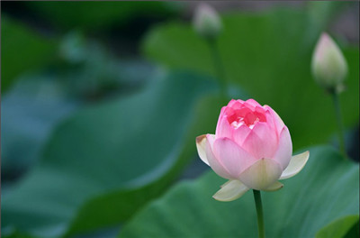 《楞嚴經》耳根圓通修持法門舉要