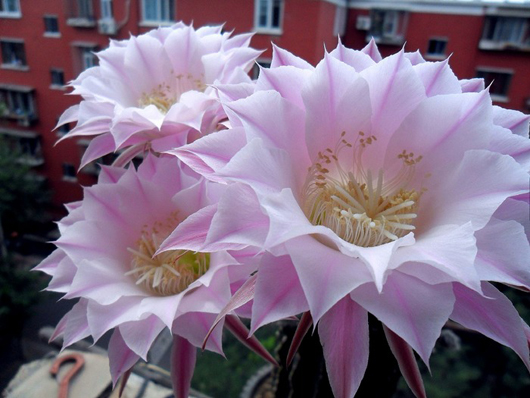 達真堪布：請問上師什麼是真正的空性，如何才能證悟？