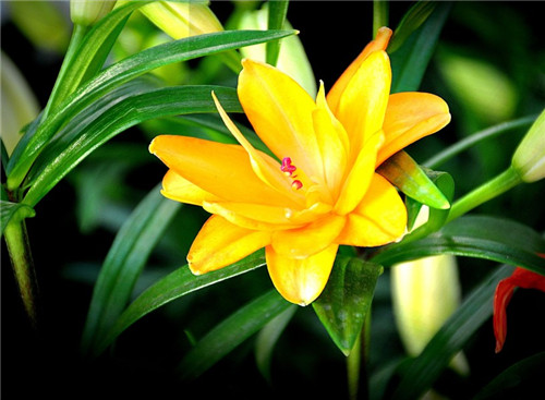 達真堪布：為什麼善良的人總是被人傷害和利用呢？