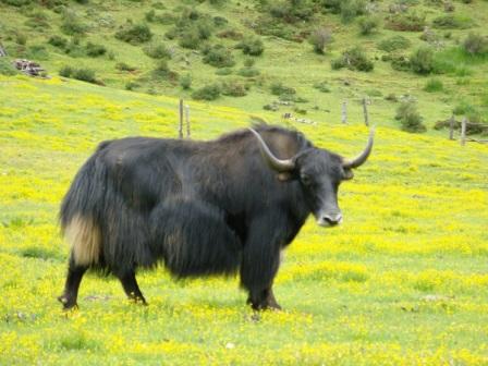 圓滿放生：常見動物氂牛放生3.5（5）