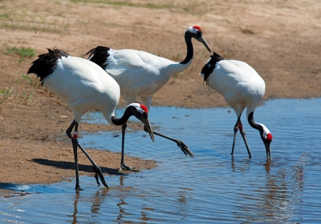 圓滿放生：涉禽放生3.2.3.1（2）