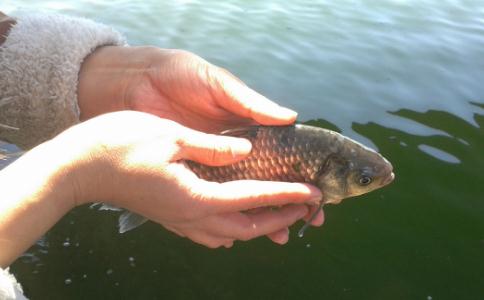 最殊勝的放生儀軌、放生物種、護生秘訣