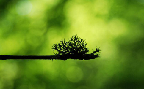 旁鶩不定的心念是解脫的障礙