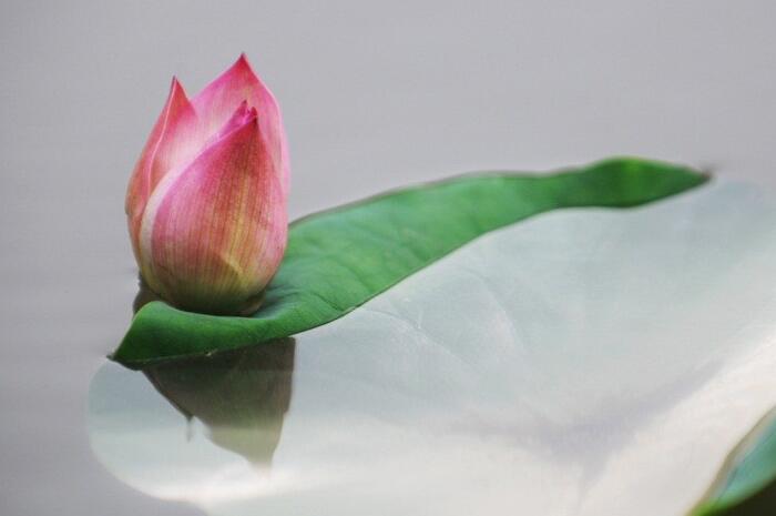 為了那些每年被屠殺的460億