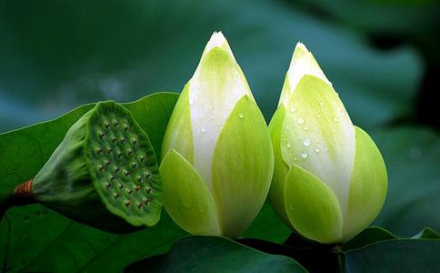 大安法師：在家中24小時以音像播放地藏經，動機為度家人及眾生行嗎？