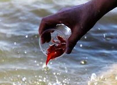 放生小金魚感受