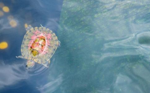 能夠迅速提升放生效果的使用方法