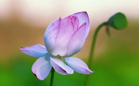 盲目放生的常見弊端介紹