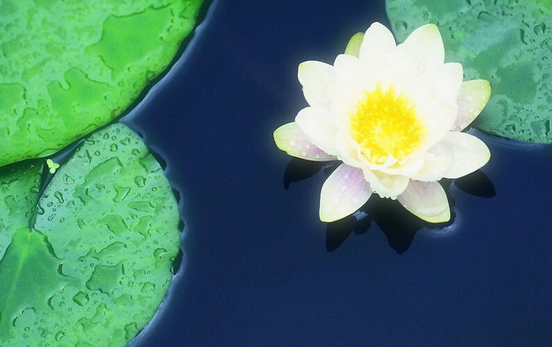 送給急功近利放生者的幾句忠言