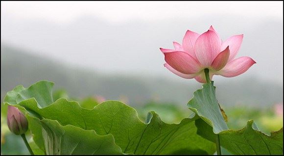 呂有祥教授：教演天台，行修凈土――簡述近現代天台宗大師倓虛對念佛凈土法門的張揚