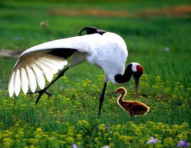 沒有錢如何放生？